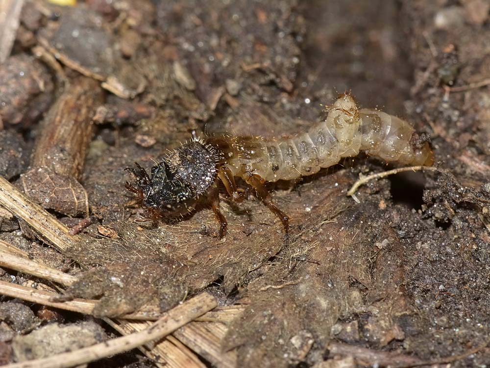 Larva con maschera: probabile Cicindela campestris